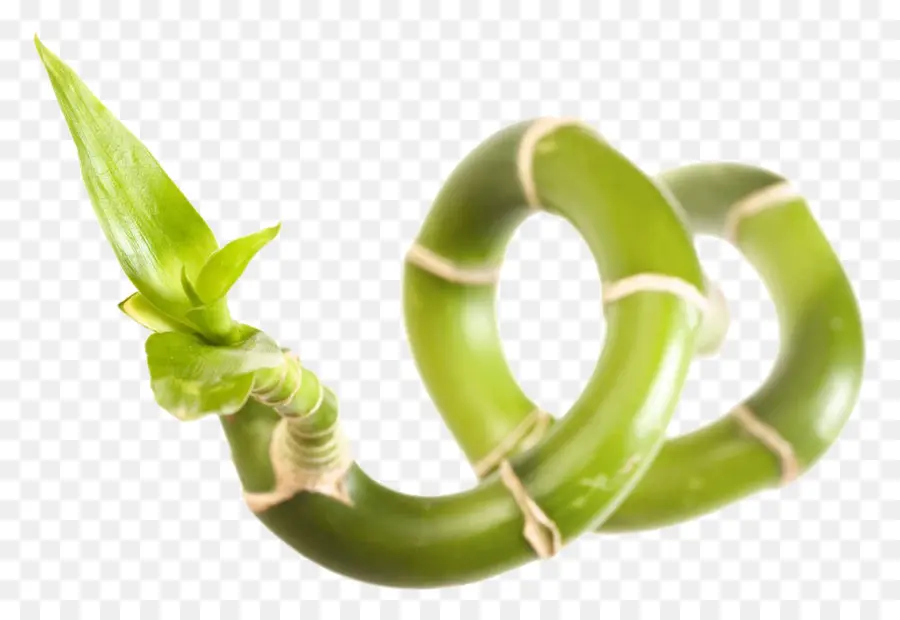 Bamboo Chanceux，Agave PNG