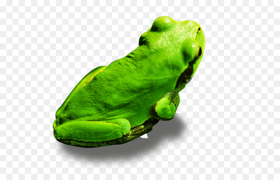 Grenouille Verte，Amphibie PNG