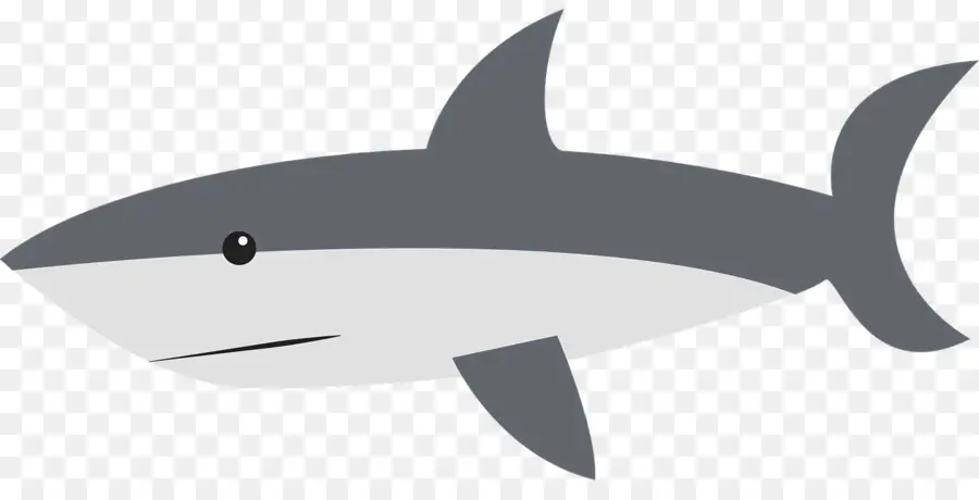 Mâchoires De Requin，Requin PNG