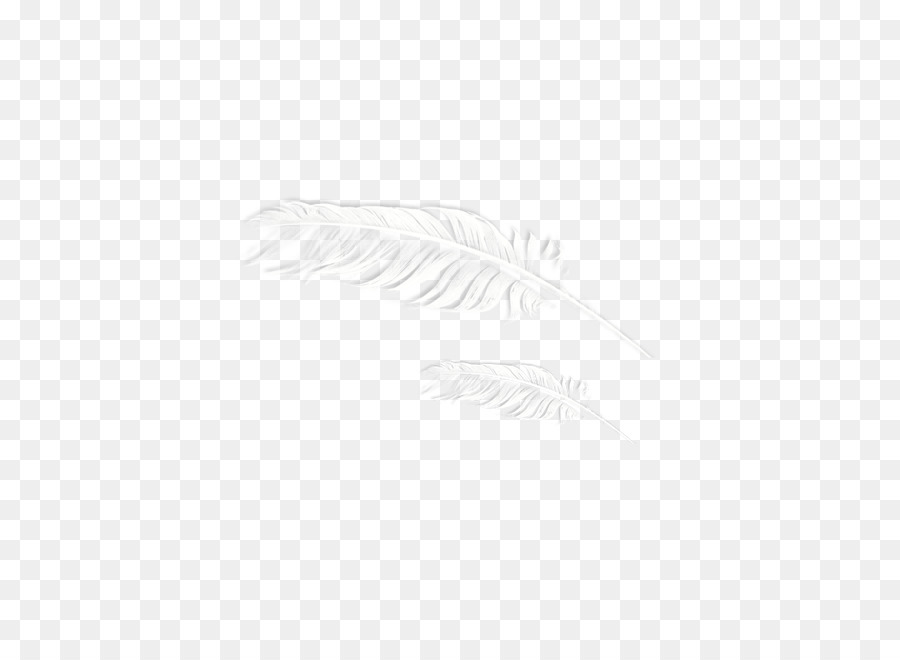 Plume，Blanc PNG