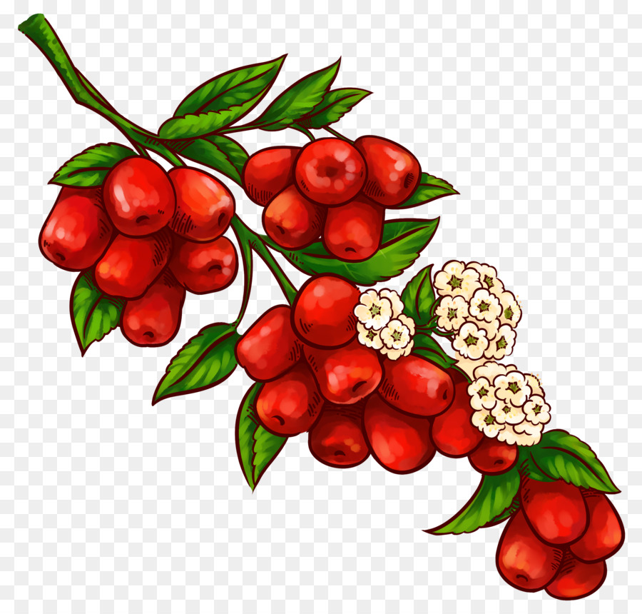 Fruits Rouges，Bifurquer PNG