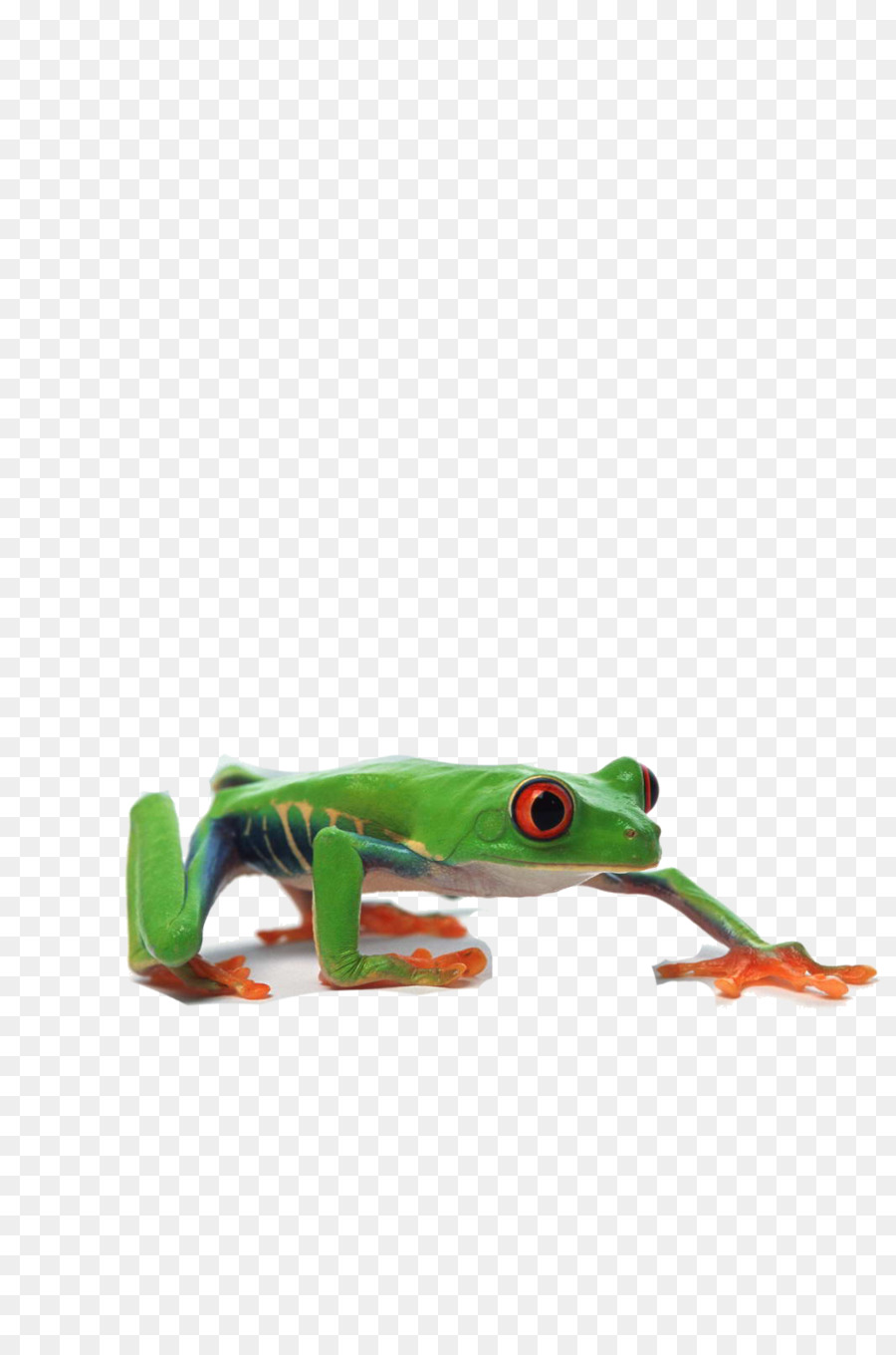 Grenouille，Comestible Grenouille PNG