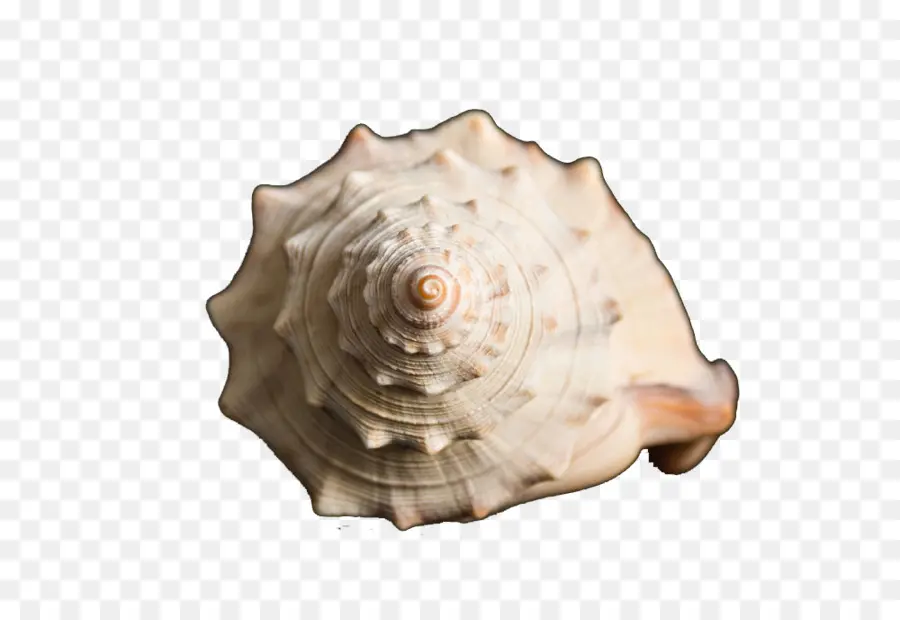 Escargot De Mer，Conque PNG