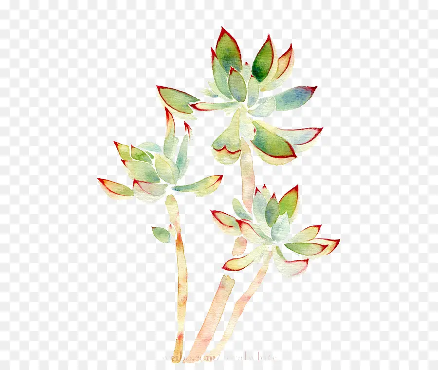 Succulent，Vert PNG