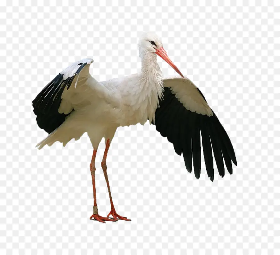 Cigogne，Oiseau PNG
