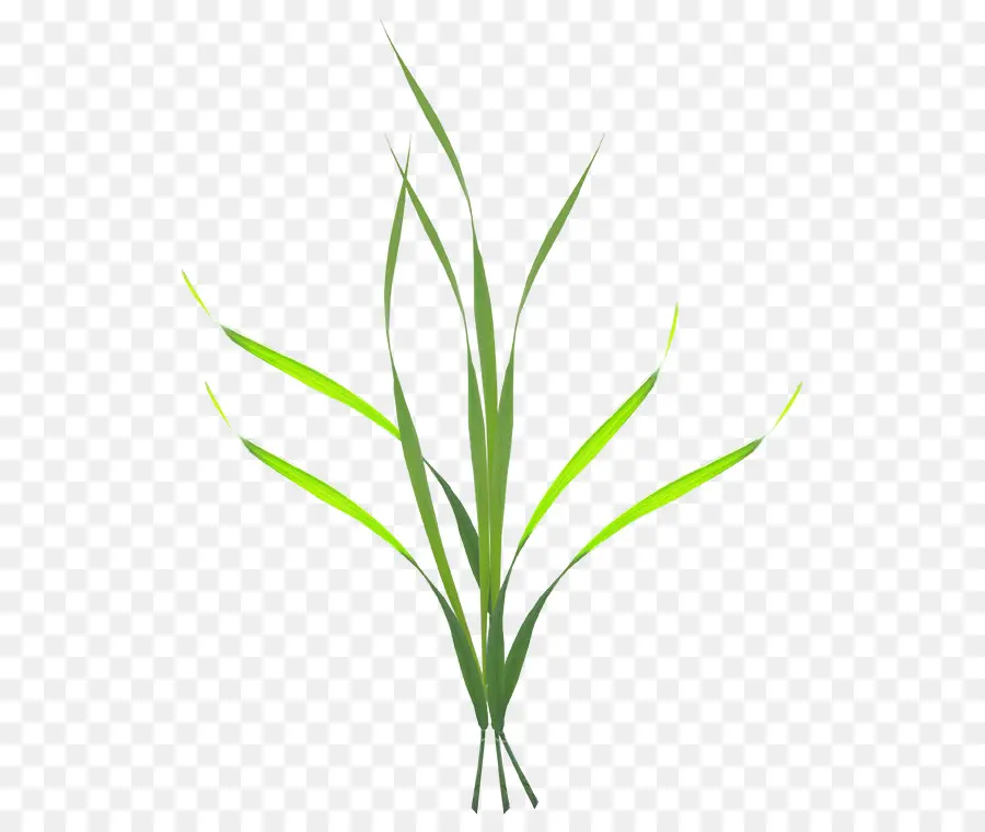 Herbe Verte，Nature PNG