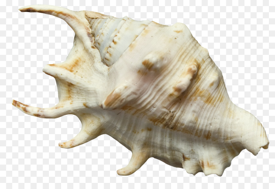 Coquille De Conque，Mer PNG