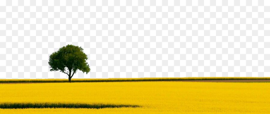 Arbre Dans Un Champ Jaune，Arbre PNG