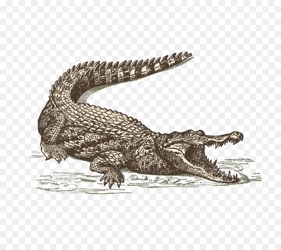 Crocodile，Reptile PNG