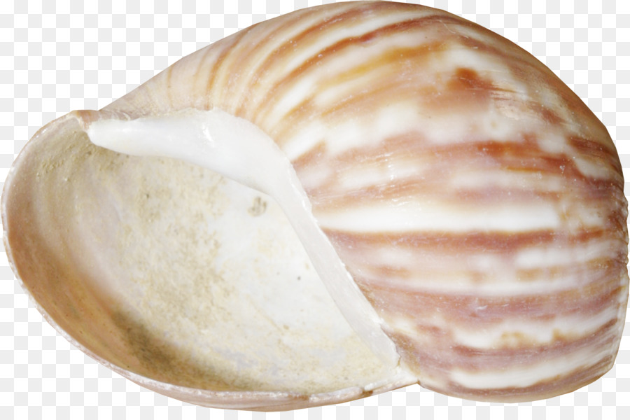 Coquillage，Conchology PNG