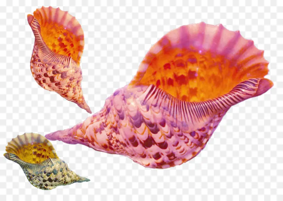 Coquillage，Coquille PNG