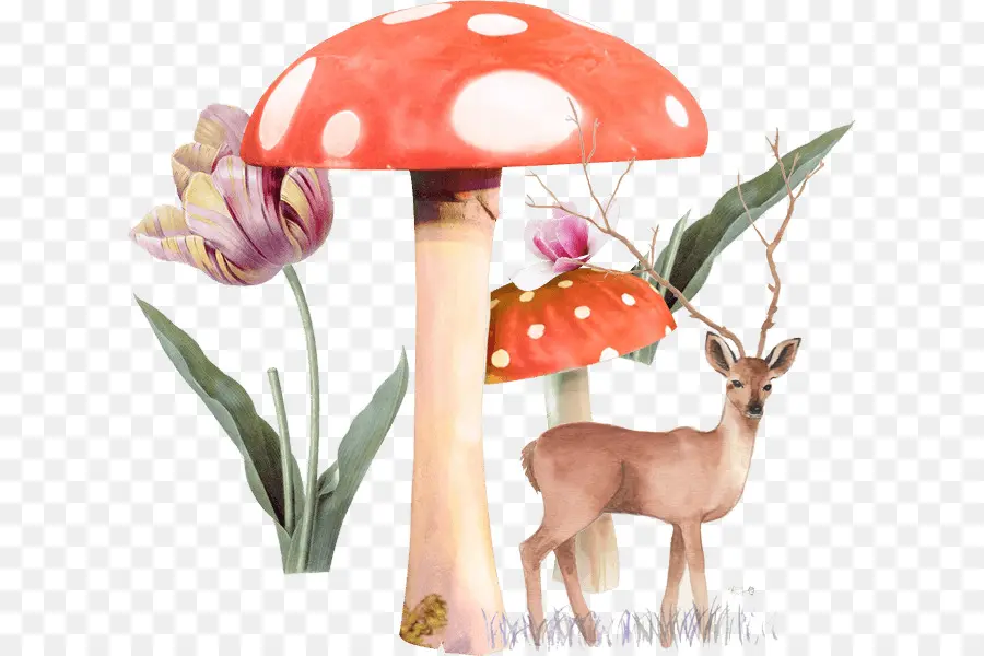 Champignon，Champignon Comestible PNG