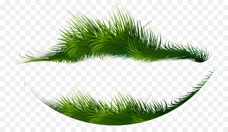 Herbe Verte，Feuilles PNG