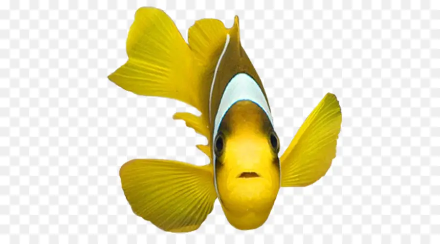 Poisson，Jaune PNG