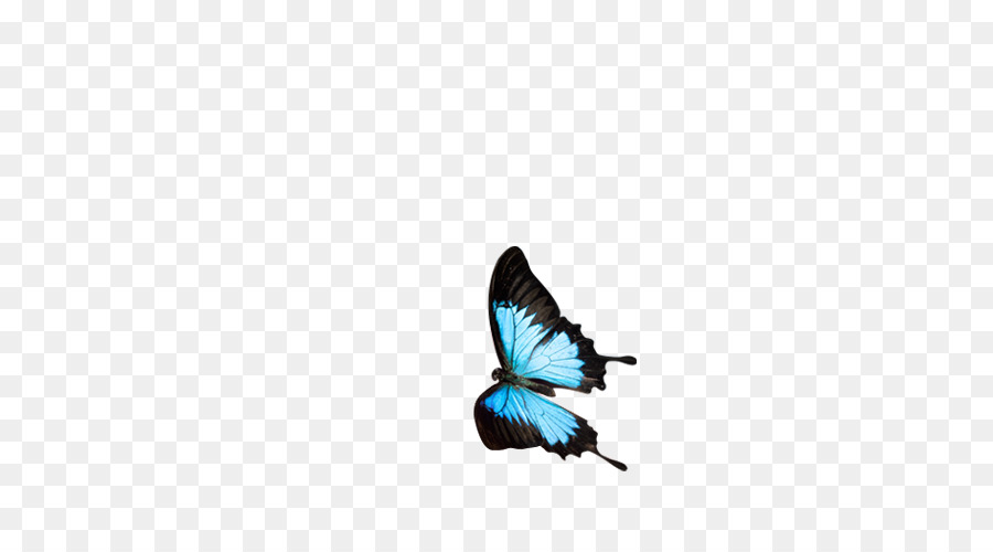 Papillon，Télécharger PNG