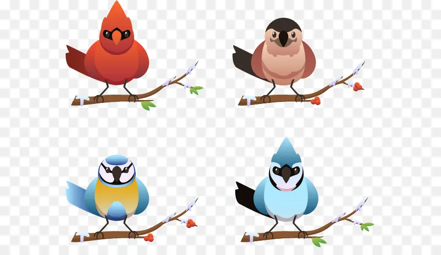 Oiseaux Colorés，Succursales PNG