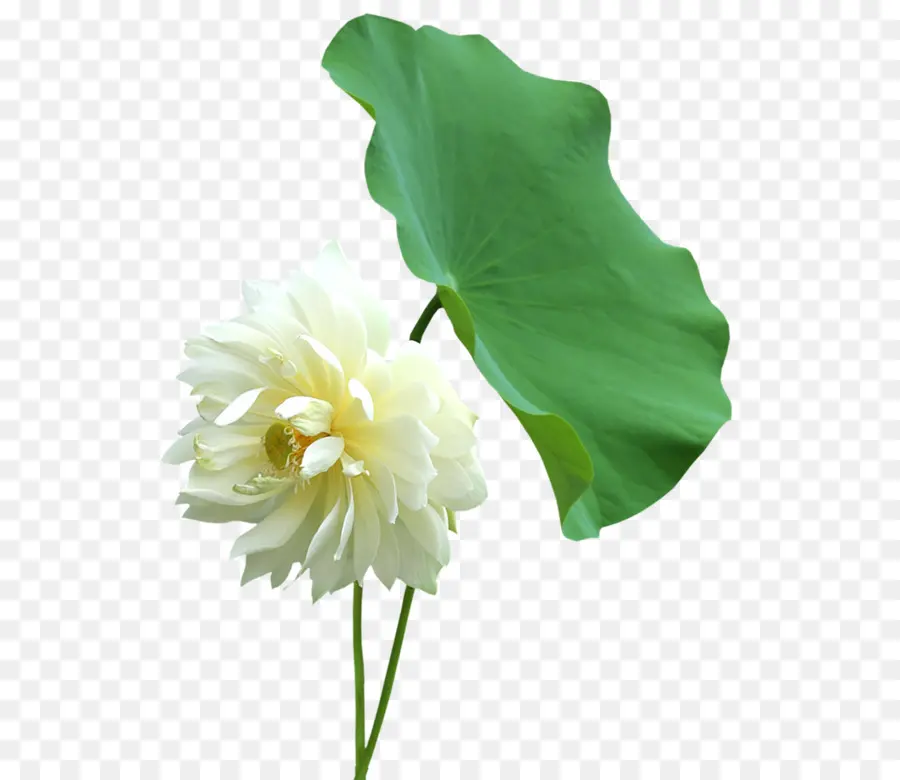 Nelumbo Nucifiera，Feuille PNG