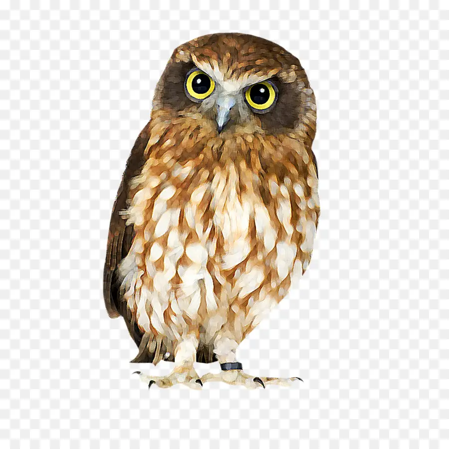 Hibou，Oiseau PNG