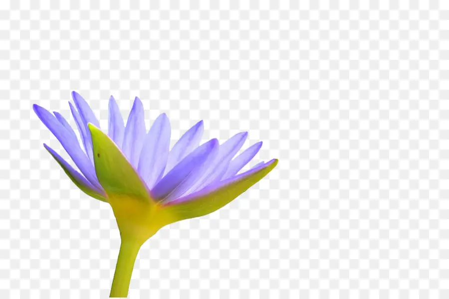 Fleur，Floraison PNG