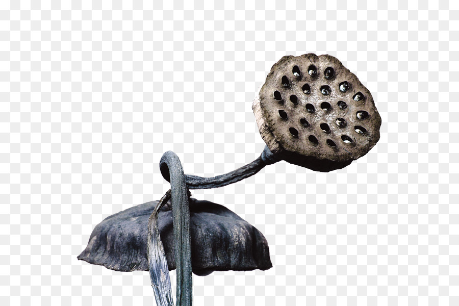 Douche，Graine De Lotus PNG