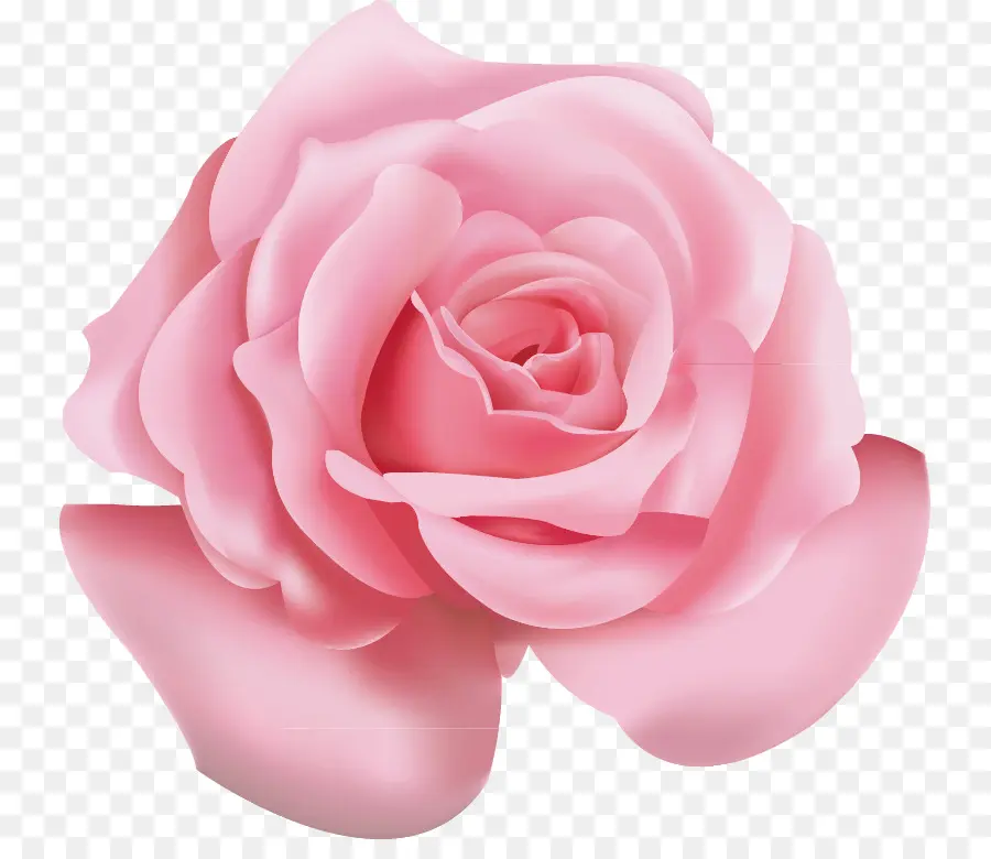 Rose Rose，Floraison PNG