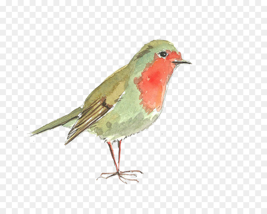 Oiseau，Robin PNG