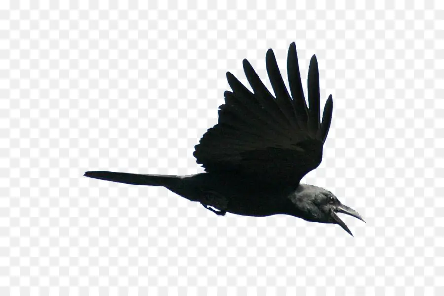 Corbeau Américain，Oiseau PNG