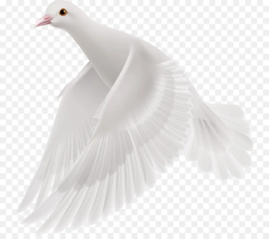 Colombe，Blanc PNG