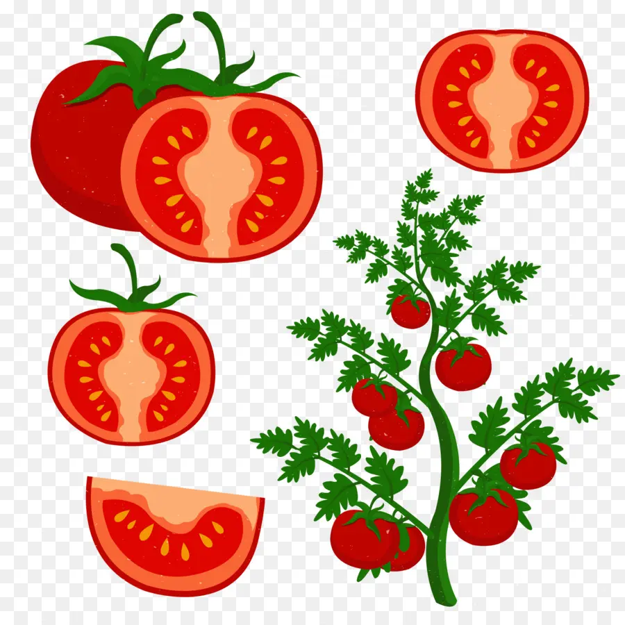 Tomate，Usine PNG