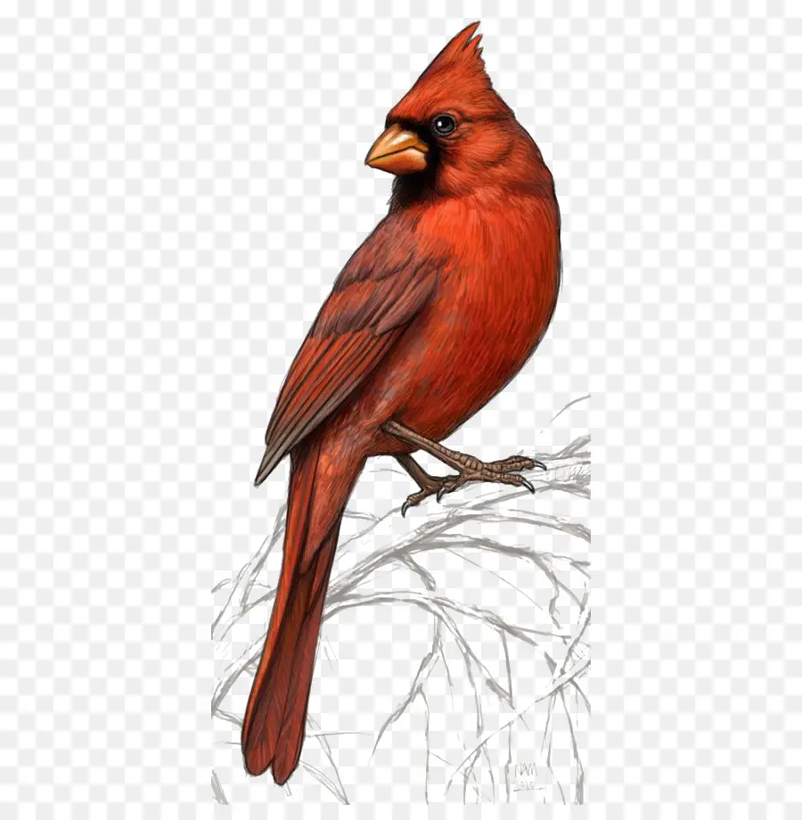 Oiseau Rouge，Cardinal PNG