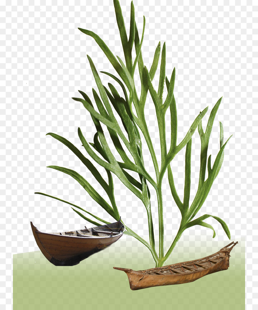 Plante，Feuille PNG