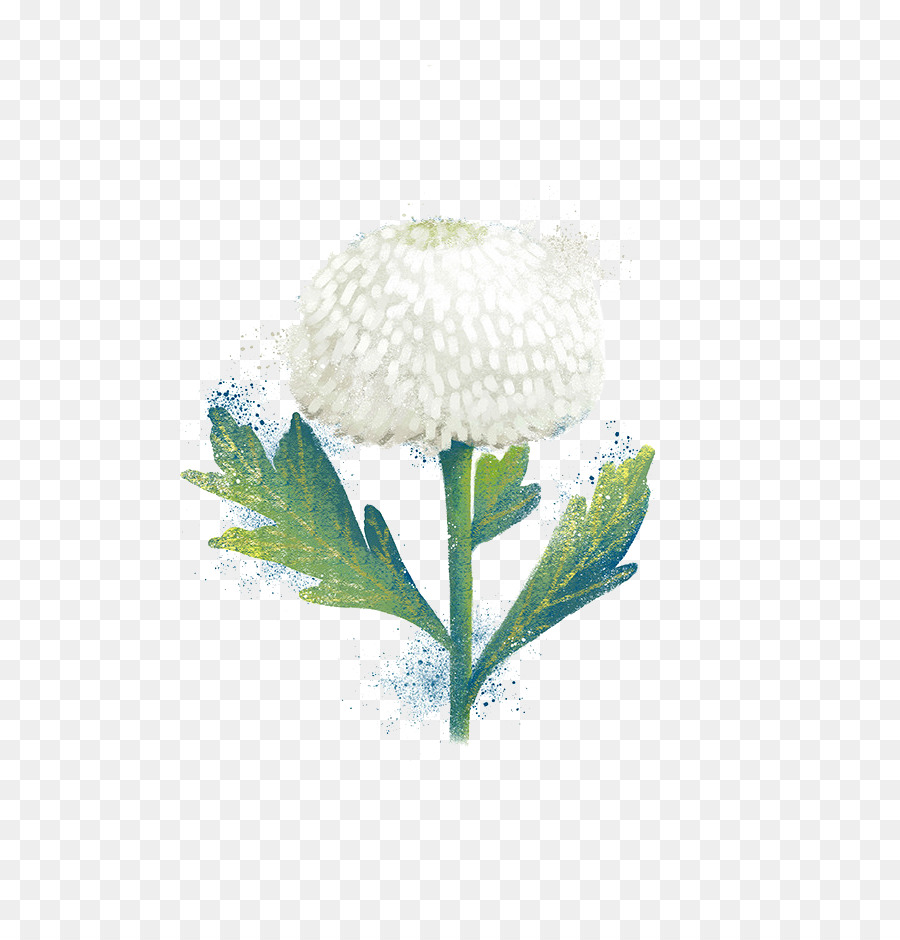 Fleur Blanche，Chrysanthème PNG