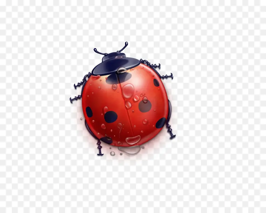 Coccinelle，Insecte PNG