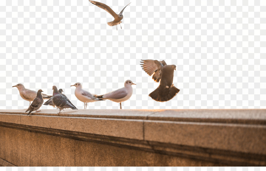 Oiseaux，Mouettes PNG