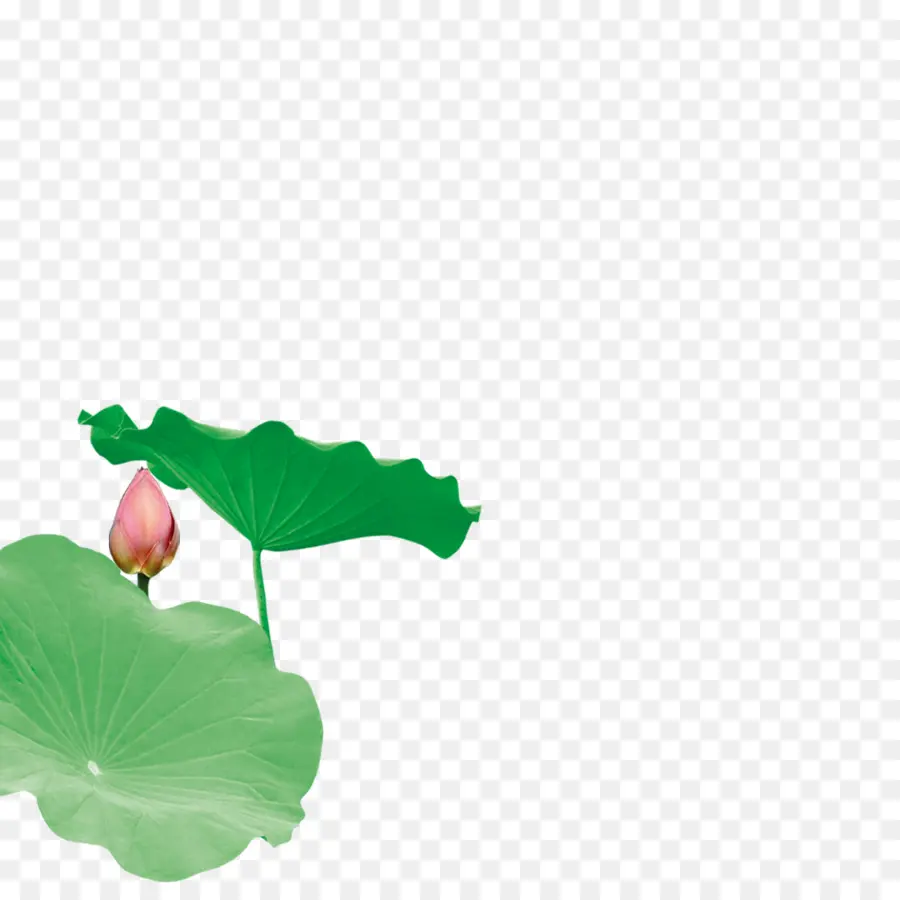 Nénuphar，Fleur PNG