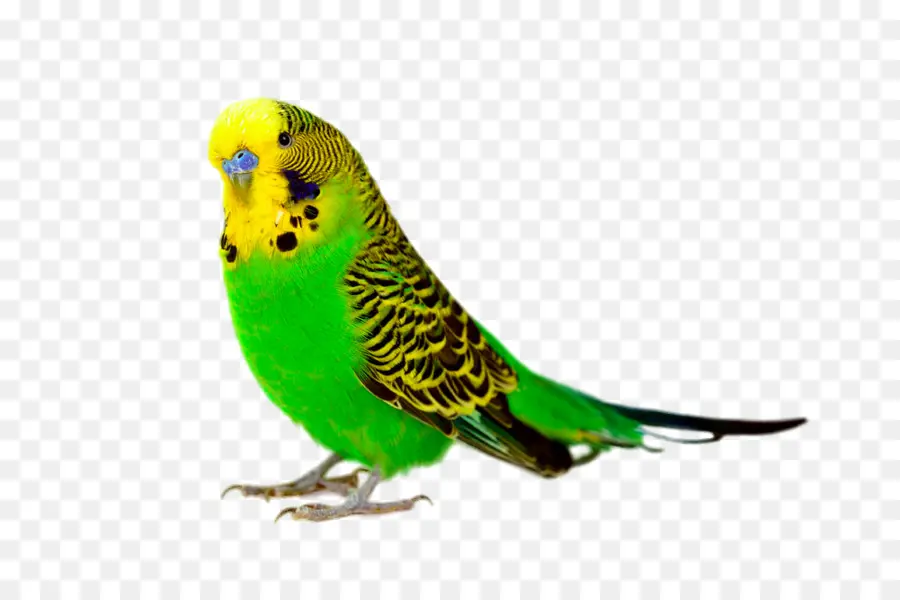 Perruche，Oiseau PNG