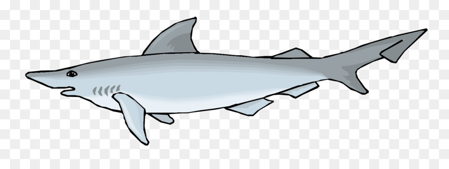 Requin，Mer PNG