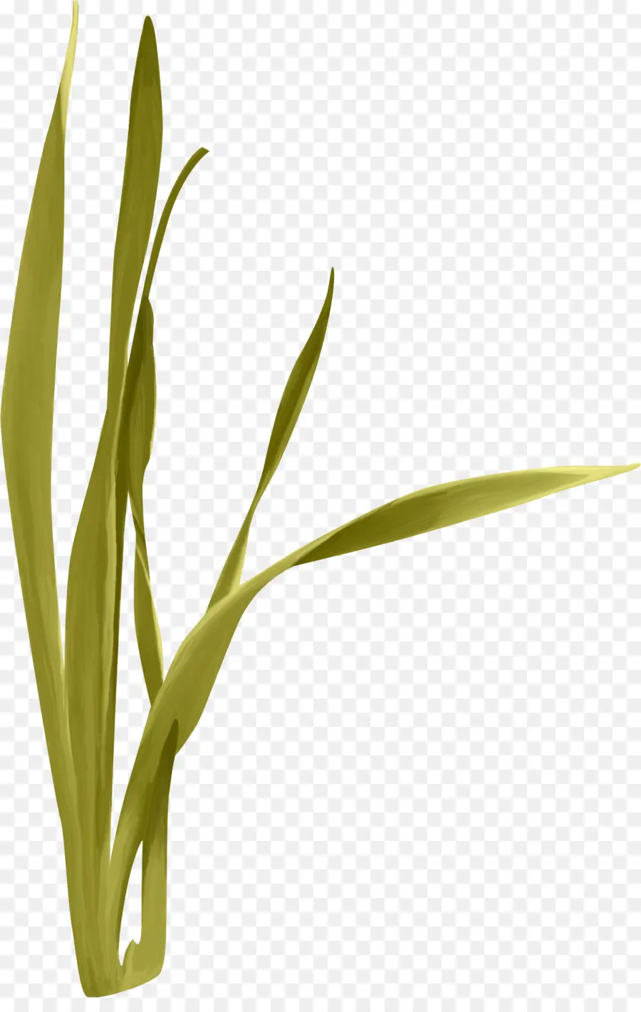 Herbe Verte，Nature PNG