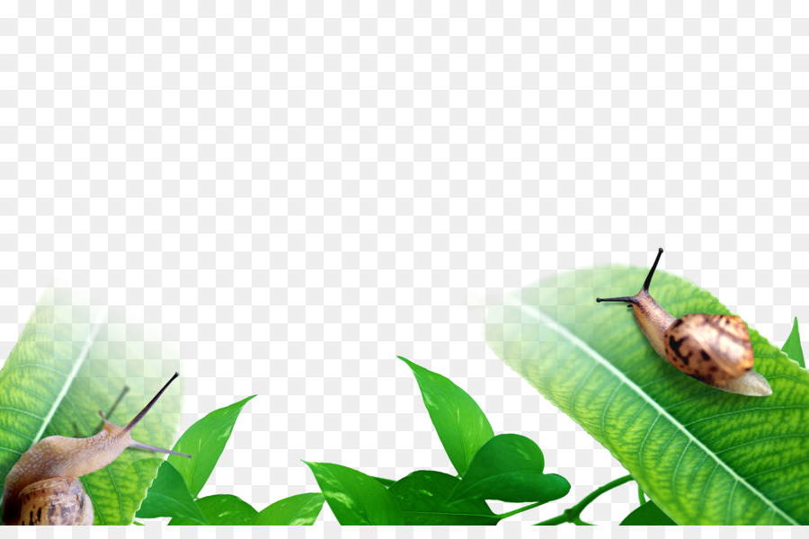 Escargots Sur Les Feuilles，Escargots PNG