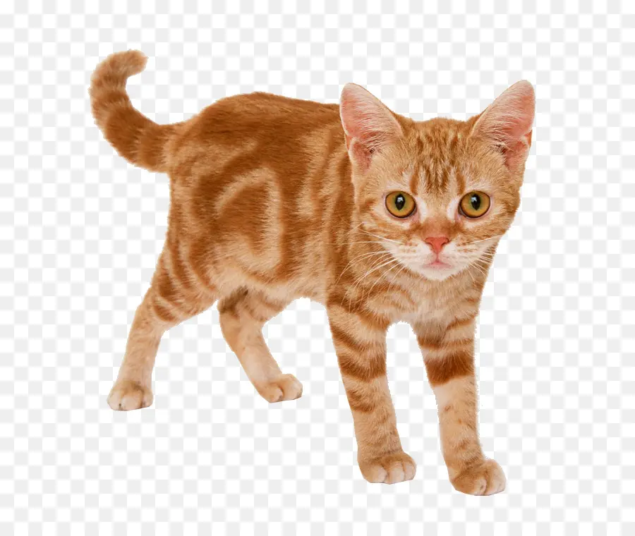 Chat Orange，Chaton PNG