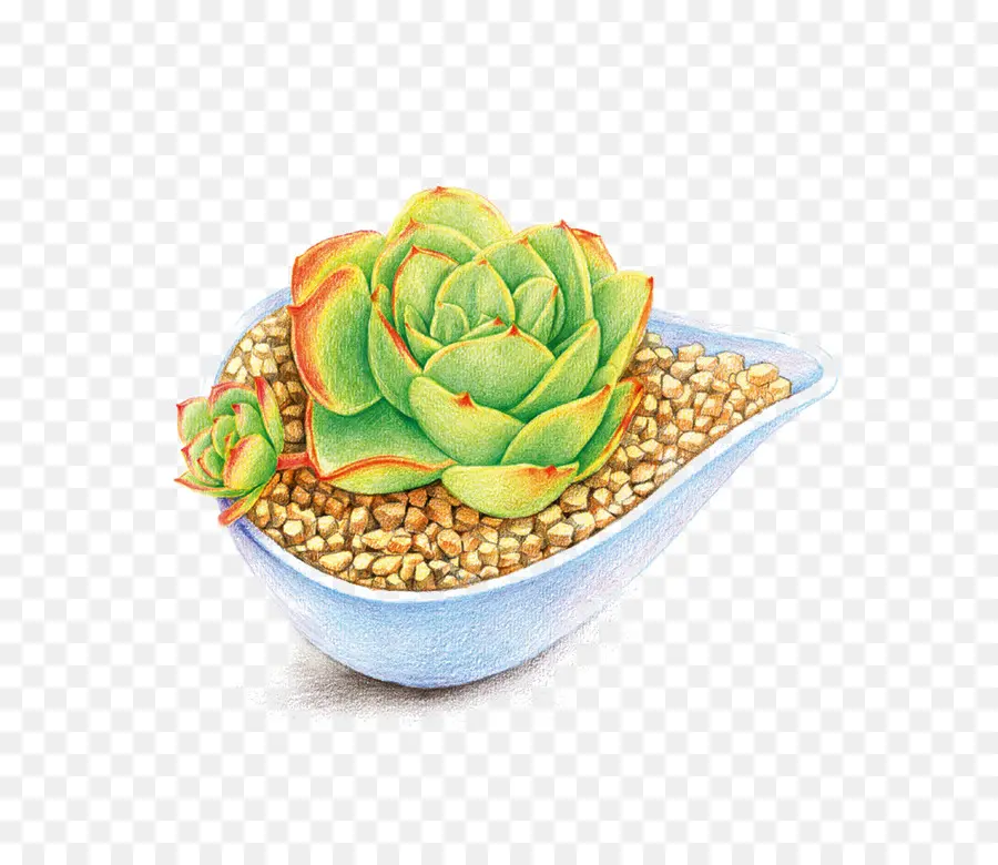 Dessin Animé，Plante Succulente PNG