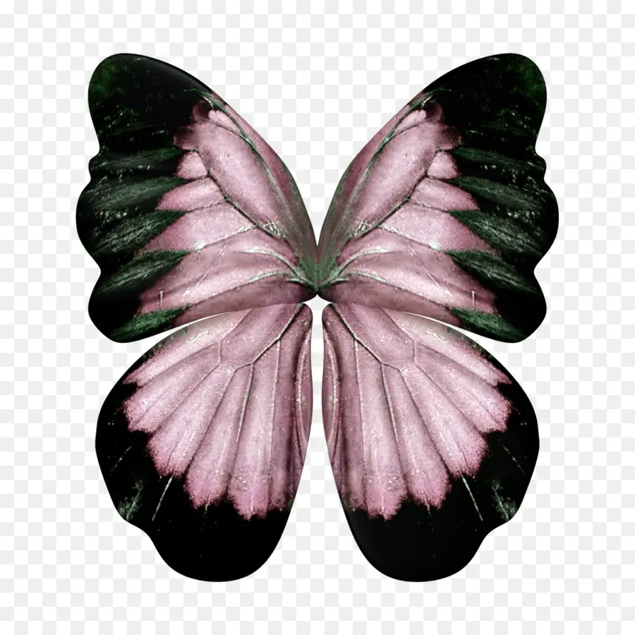 Papillon，Ailes PNG