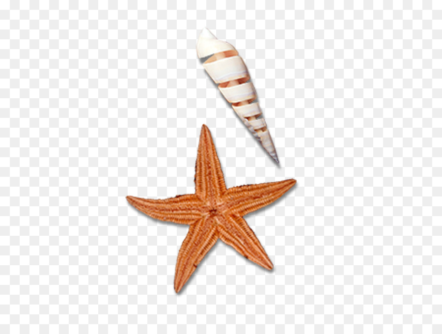 Les étoiles De Mer，Escargot De Mer PNG