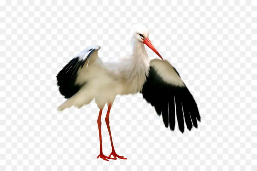 Cigogne，Ailes PNG