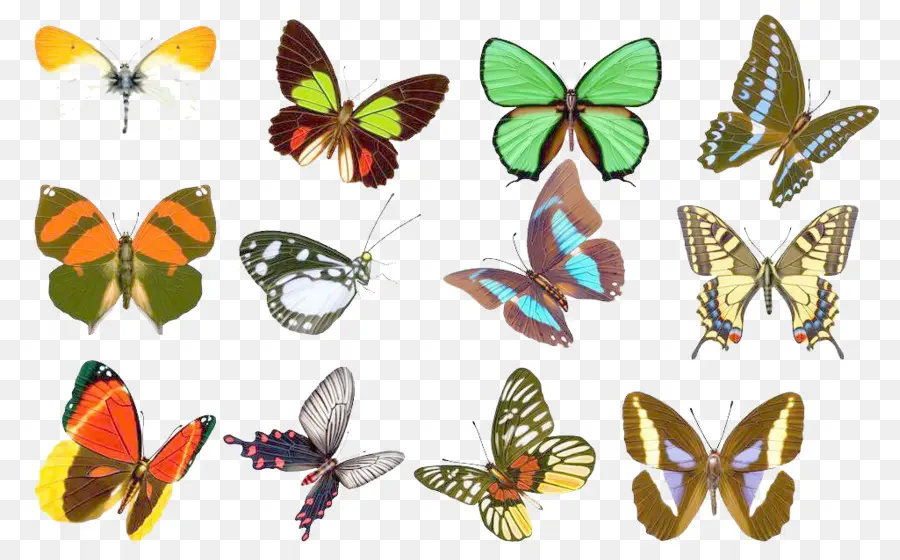 Papillons，Coloré PNG