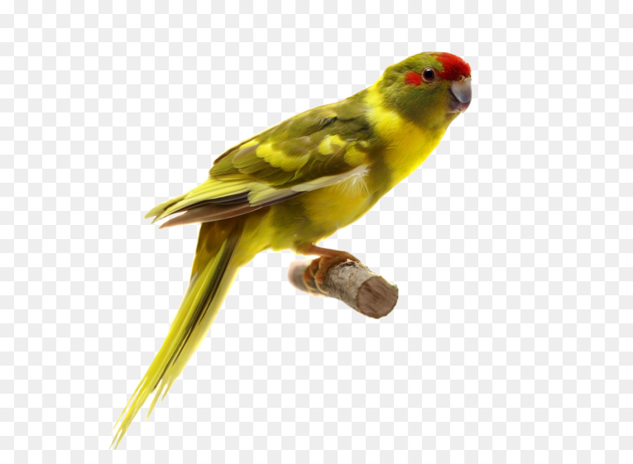 Perroquet，Oiseau PNG