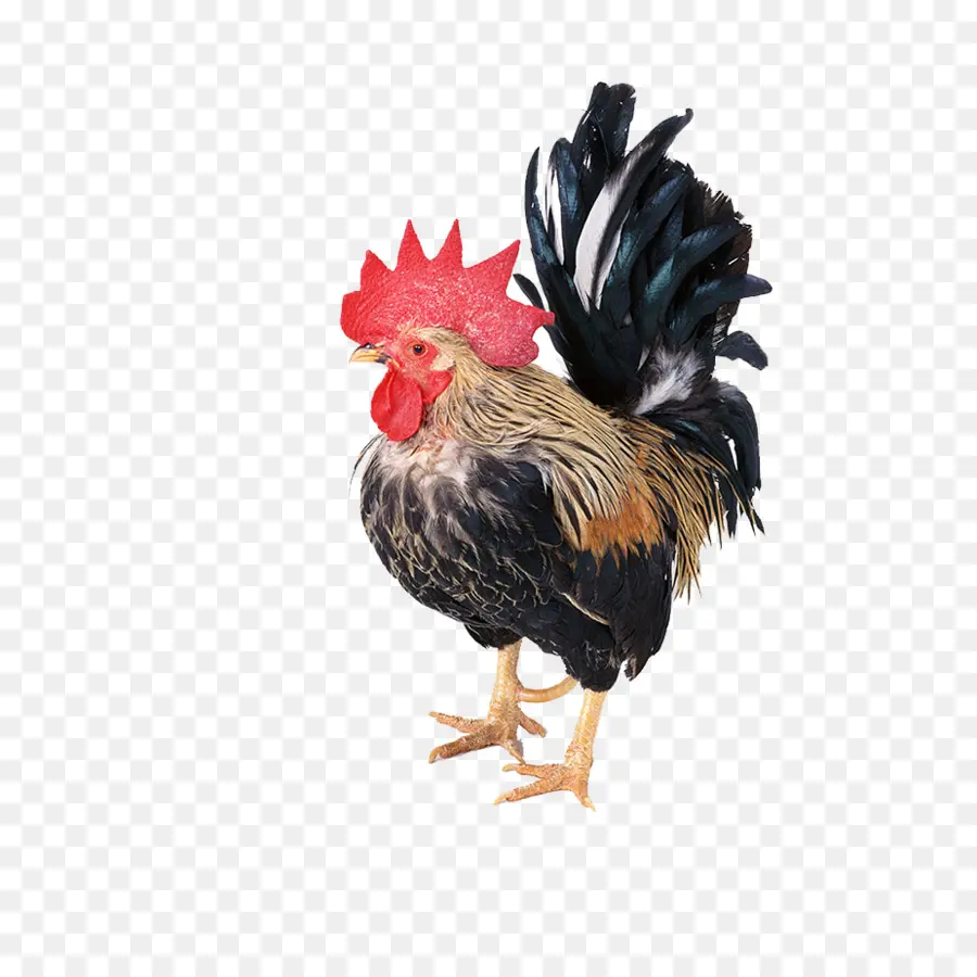 Poulet，Poule PNG