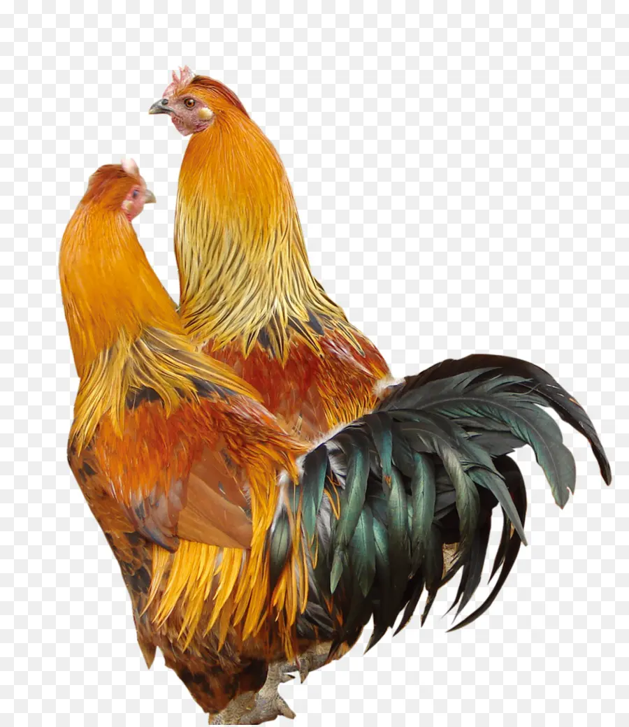 Coq，Volaille PNG