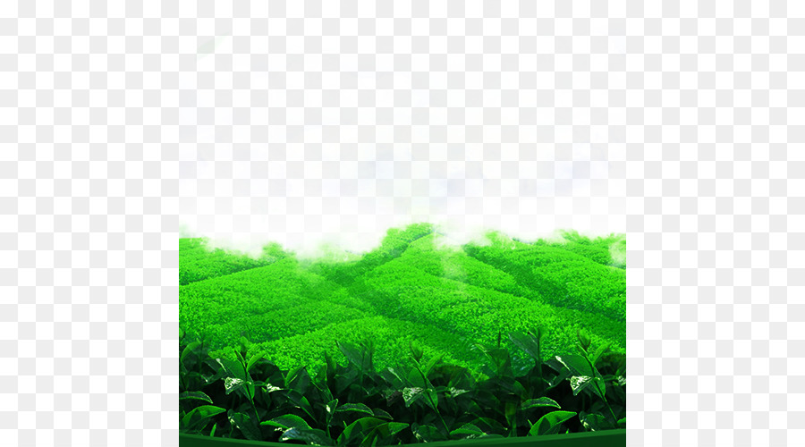 Champ Vert，Herbe PNG