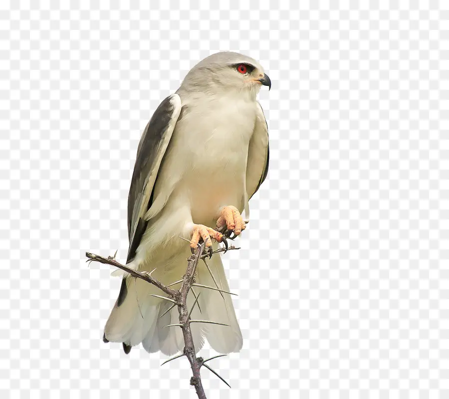 Faucon Blanc，Perché PNG